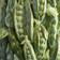 WERNS Peas Long Green Vas 31cm