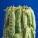 WERNS Peas Long Green Vas 31cm