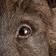 WERNS Wild Boar Pig Willy Brown Vægarmatur