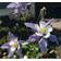 Aquilegia Caerulea 'Blue Star' Staude