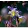 Aquilegia Caerulea 'Blue Star' Staude