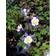Aquilegia Caerulea 'Blue Star' Staude