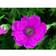 Geranium Sanguineum 'Max Frei' Staude