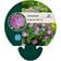 Geranium Sanguineum 'Max Frei' Staude