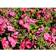 Phlox Paniculata 'Coral Flame' Staude
