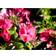 Phlox Paniculata 'Coral Flame' Staude