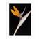 Joss & Main Bird Of Paradise White Framed Art 25x33"