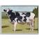 Stupell Industries Dairy Farm Cow Grazing Country Cattle Traditional Painting Gray Framed Art 30x24"