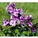 Phlox Paniculata 'Blue Paradise' Staude