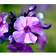 Phlox Paniculata 'Blue Paradise' Staude