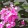 Phlox Paniculata 'Eva Cullum' Staude