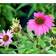 Echinacea Pure .'Wild Berry'