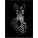 Daells Bolighus The Zebra Black/White Plakat 50x70cm