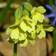 Kodriver - Primula Elatior Staude