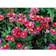 Helianthemum Hybrid 'Mette' Staude