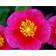 Helianthemum Hybrid 'Mette' Staude