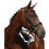 Collegiate Syntovia Padded Raised Cavesson Bridle