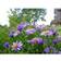 Aster Dumosus 'Early Blue' Staude
