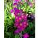 Primula Beesiana Staude