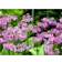 Primula Beesiana Staude