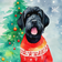 Caroline's Treasures Giant Schnauzer Christmas Garden Flag 71.1x101.6cm