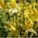 Rhododendron Luteum / Pontica Potteplante