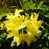 Rhododendron Luteum / Pontica Potteplante