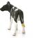 Schleich Holstein Calf 13798