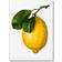 The Gourmand’s Lemon (Indbundet, 2024)