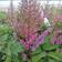 Astilbe chinensis Pumila