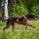 Non-Stop Dogwear Freemotion Harness 5.0 Str. 8 Orange/Black/Orange