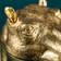 WERNS Hippo Patty Potamus Gold/Transparent Småbord 50x65cm
