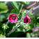 Potentilla Nepalensis 'Ron Mcbeath' Staude
