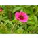 Potentilla Nepalensis 'Ron Mcbeath' Staude
