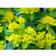 Euphorbia Polychroma Staude