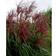 Miscanthus Sinensis 'Malepartus'