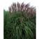 Miscanthus Sinensis 'Malepartus'