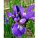 Iris Sibirica 'Heavenly Blue' Staude