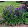 Iris Sibirica 'Heavenly Blue' Staude