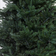 Christmas Tree World Bushy and Luxury Dark Green Christmas Tree 120cm