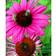 Echinacea Purpurea 'Rubinstern' Staude