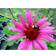 Echinacea Purpurea 'Rubinstern' Staude