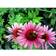 Echinacea Purpurea 'Rubinstern' Staude