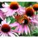 Echinacea Purpurea 'Prairie Splendor'