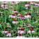 Echinacea Purpurea 'Prairie Splendor'