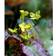 Epimedium Perralchicum 'Frohnleiten' Staude
