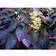 Epimedium Perralchicum 'Frohnleiten' Staude