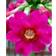 Primula Japonica 'Miller'S Crimson' Staude