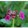 Primula Japonica 'Miller'S Crimson' Staude