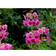 Primula Japonica 'Miller'S Crimson' Staude